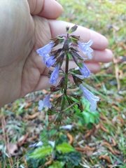 Salvia lyrata