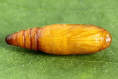 Dioryctria simplicella