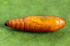 Dioryctria simplicella