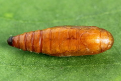 Dioryctria simplicella