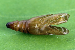 Dioryctria simplicella