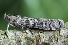 Dioryctria simplicella