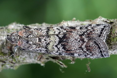 Dioryctria simplicella