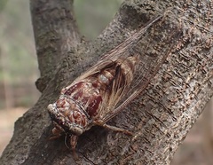 Tryella rubra
