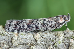 Dioryctria simplicella