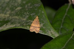 Adoxophyes privatana