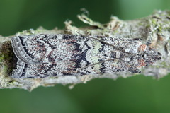 Dioryctria simplicella