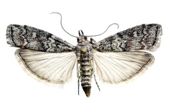 Dioryctria simplicella