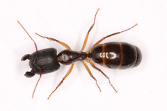 Camponotus brookei