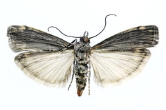 Dioryctria simplicella