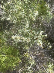 Hakea teretifolia