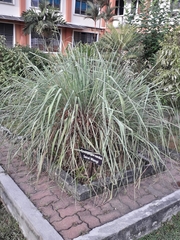 Cymbopogon nardus