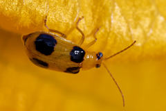 Aulacophora quadrimaculata