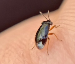 Geocoris uliginosus