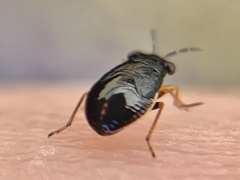 Geocoris uliginosus
