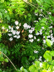 Angiospermae