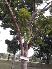 Swietenia macrophylla