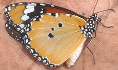 Danaus chrysippus