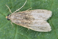 Eccopisa effractella