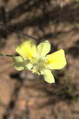 Moraea fugax