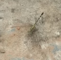 Diplacodes trivialis