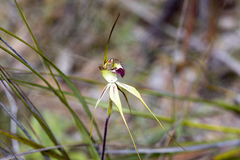Caladenia tentaculata × venusta