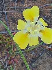 Moraea fugax