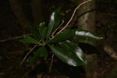 Atractocarpus benthamianus