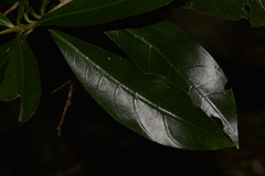 Atractocarpus benthamianus