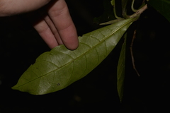 Atractocarpus benthamianus