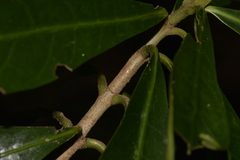 Atractocarpus benthamianus