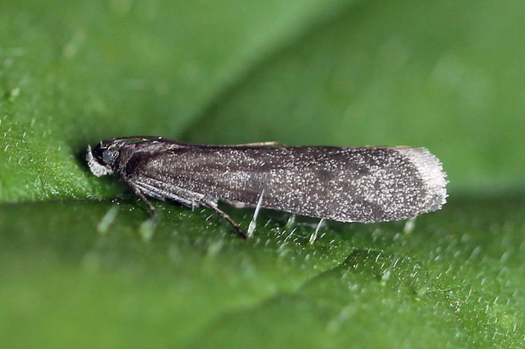 Myelopsis tetricella