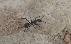 Camponotus eugeniae
