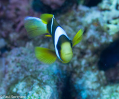 Amphiprion
