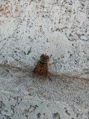 Palpada vinetorum