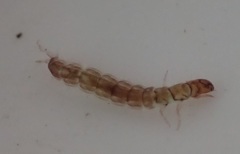 Ecnomidae