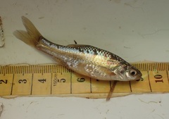 Enteromius paludinosus