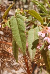 Thomasia paniculata