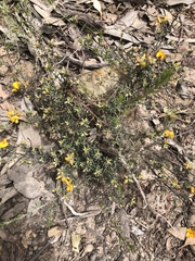 Pultenaea largiflorens