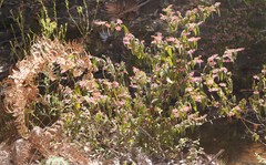 Thomasia paniculata