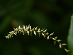 Achyranthes bidentata