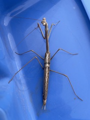 Archimantis quinquelobata