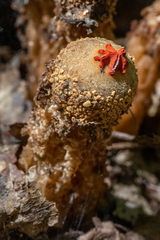 Calostoma ravenelii ravenelii