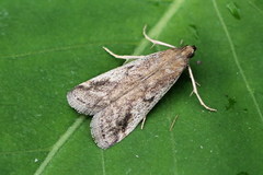 Euzophera cinerosella