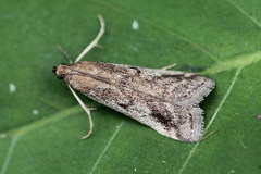 Euzophera cinerosella