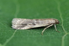 Euzophera cinerosella