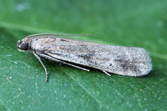 Euzophera cinerosella