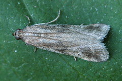 Euzophera cinerosella