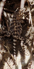 Diplolaemus leopardinus