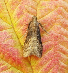 Euzophera fuliginosella